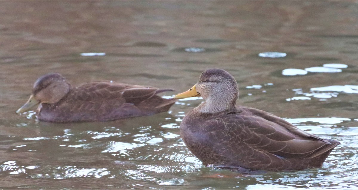 American Black Duck - ML404583671