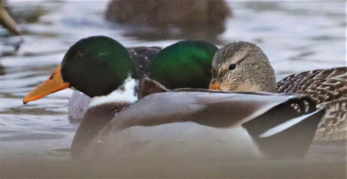 Mallard - Aldo Bertucci