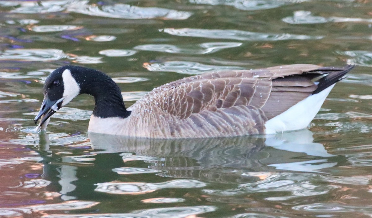 Canada Goose - ML404583721