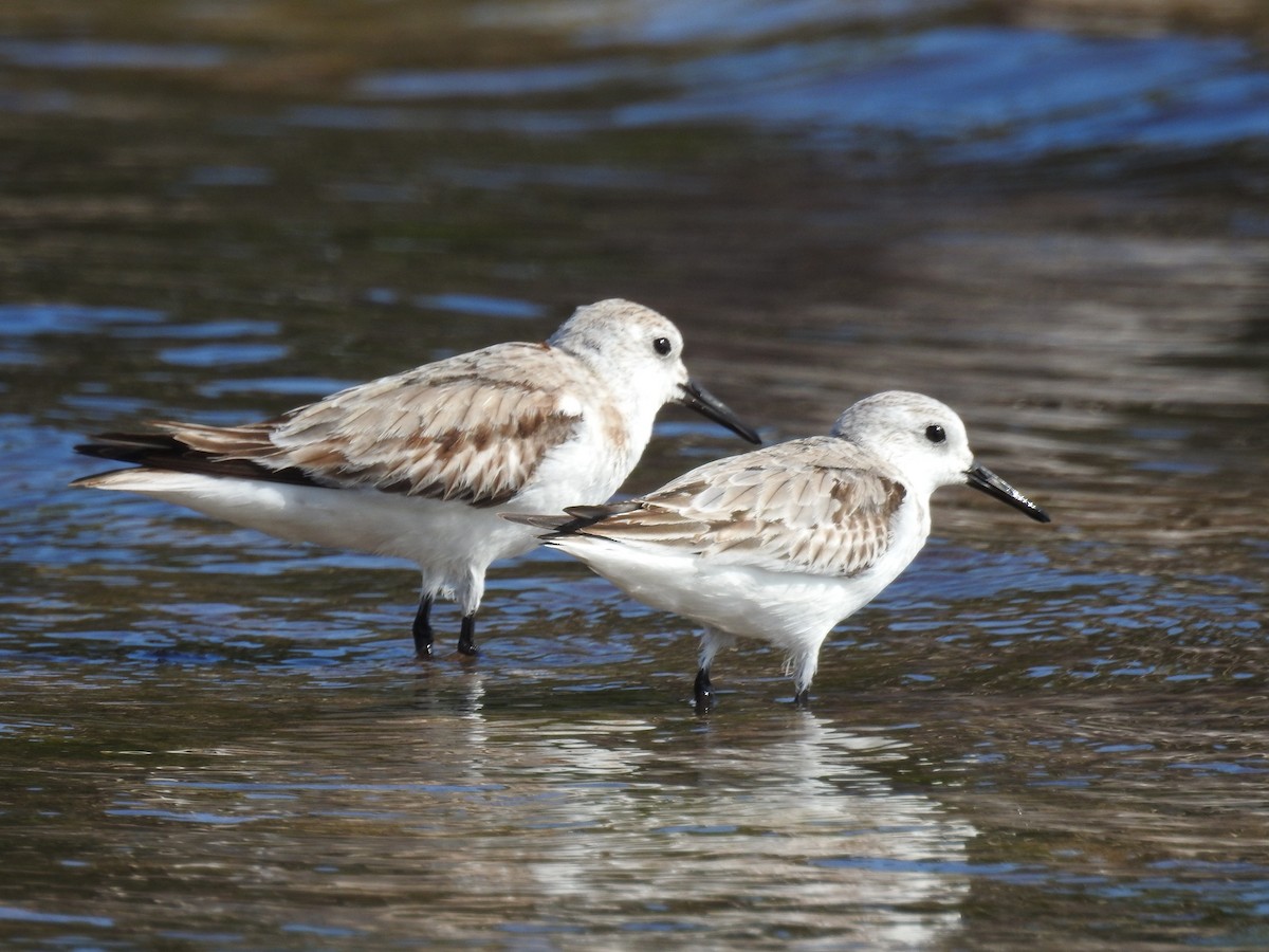 Sanderling - ML404583771