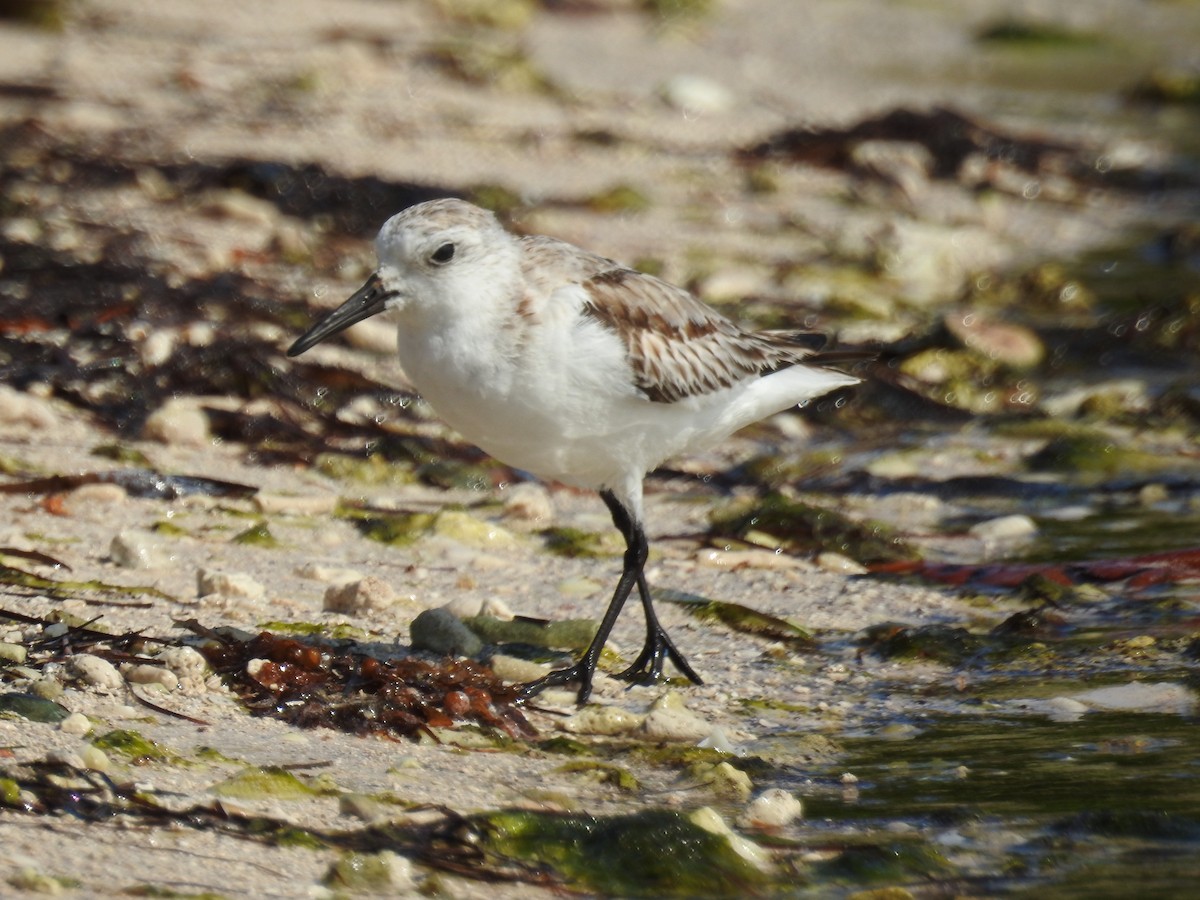 Sanderling - ML404583781