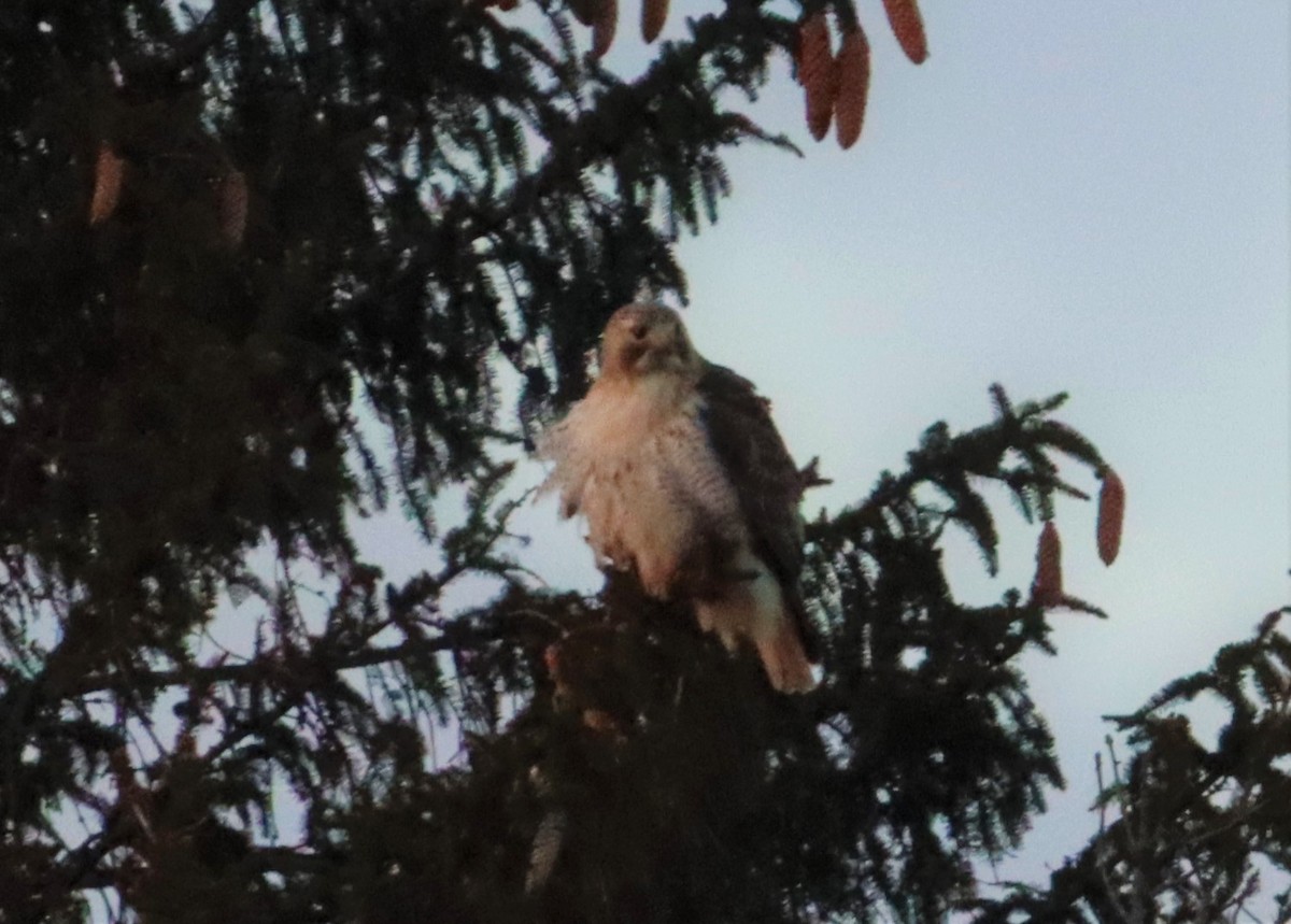 Red-tailed Hawk - ML404583831