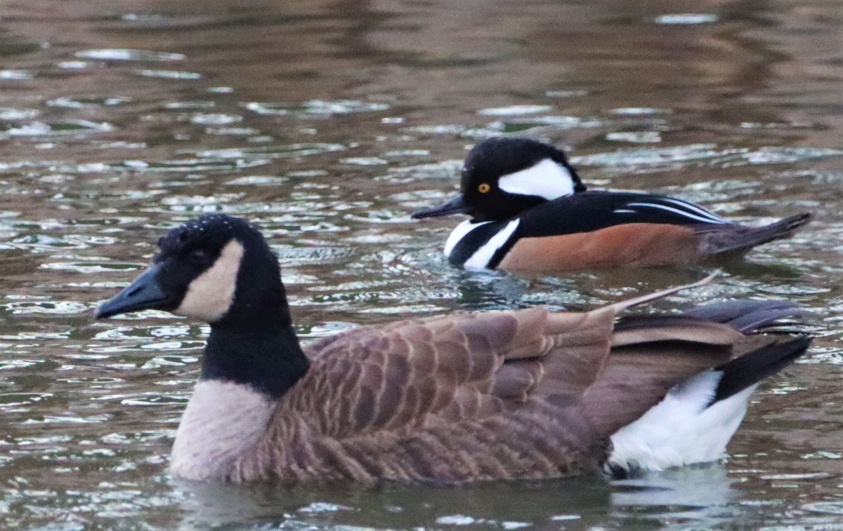 Hooded Merganser - ML404583941