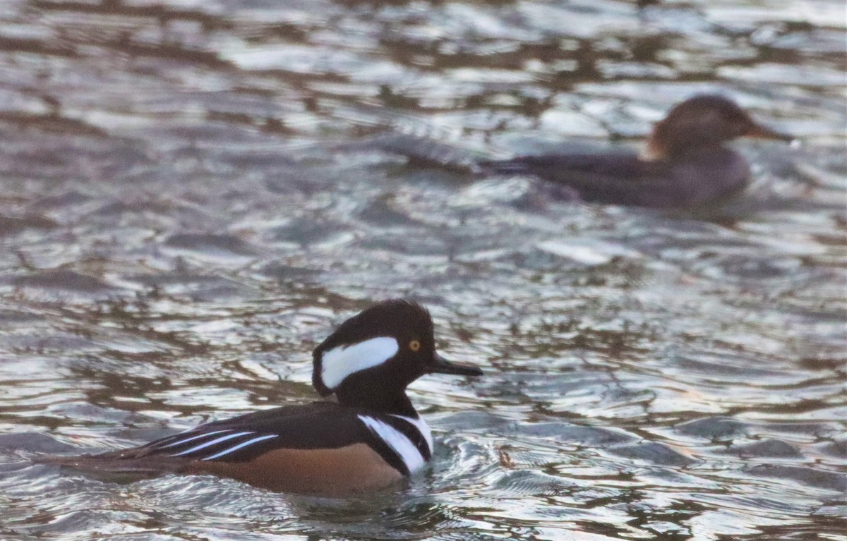 Hooded Merganser - ML404584031