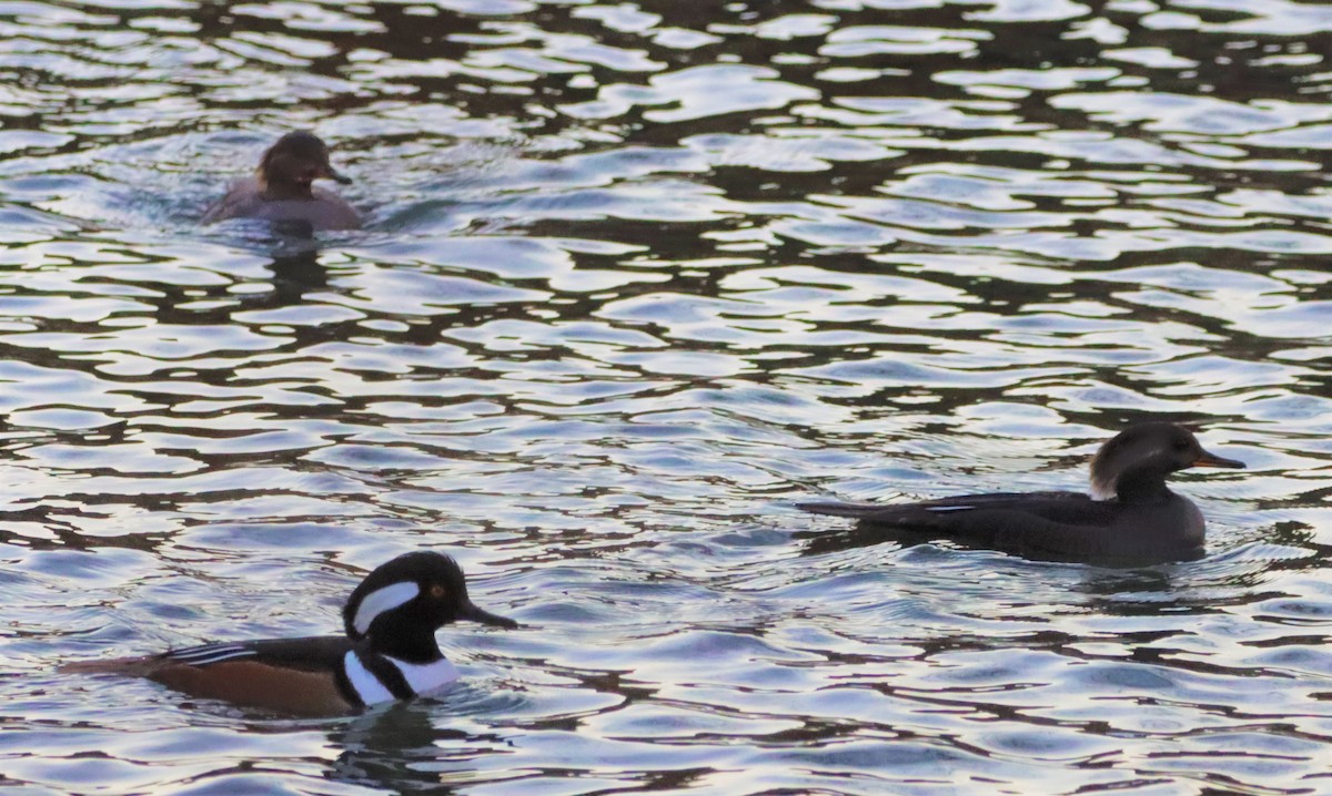 Hooded Merganser - ML404584041