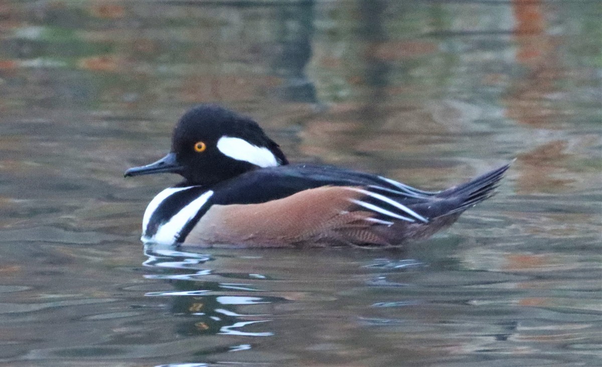 Hooded Merganser - Aldo Bertucci