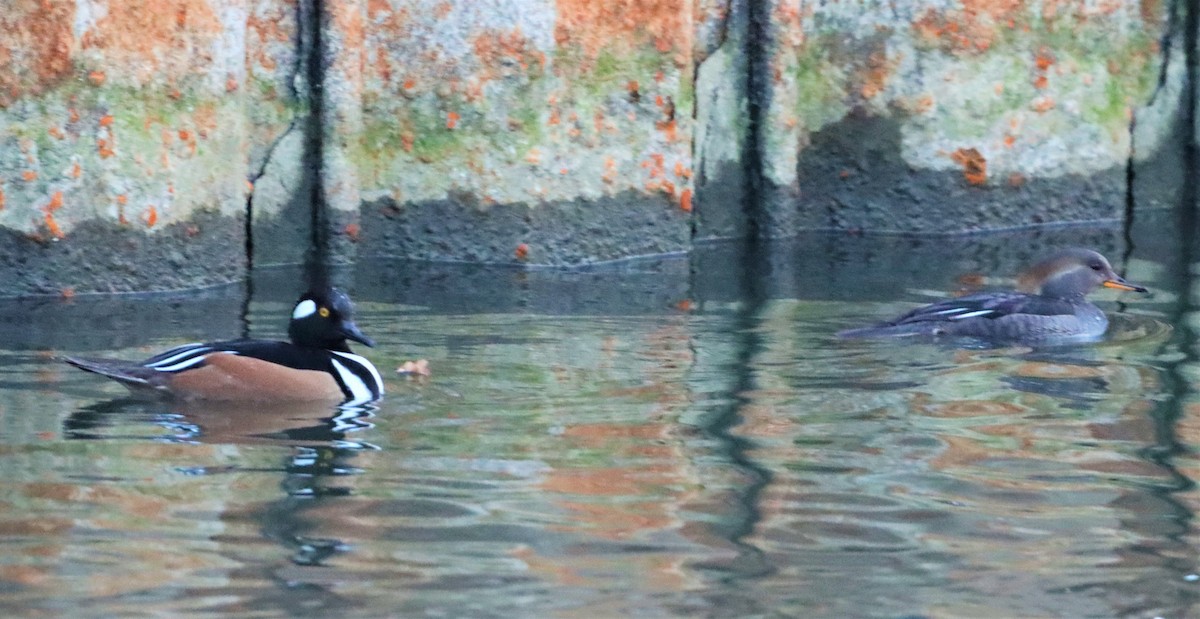 Hooded Merganser - ML404584071