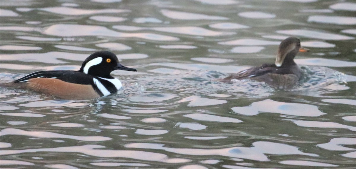 Hooded Merganser - ML404584081