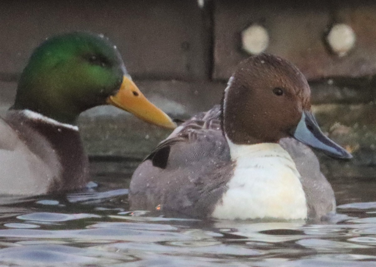 Northern Pintail - ML404584131