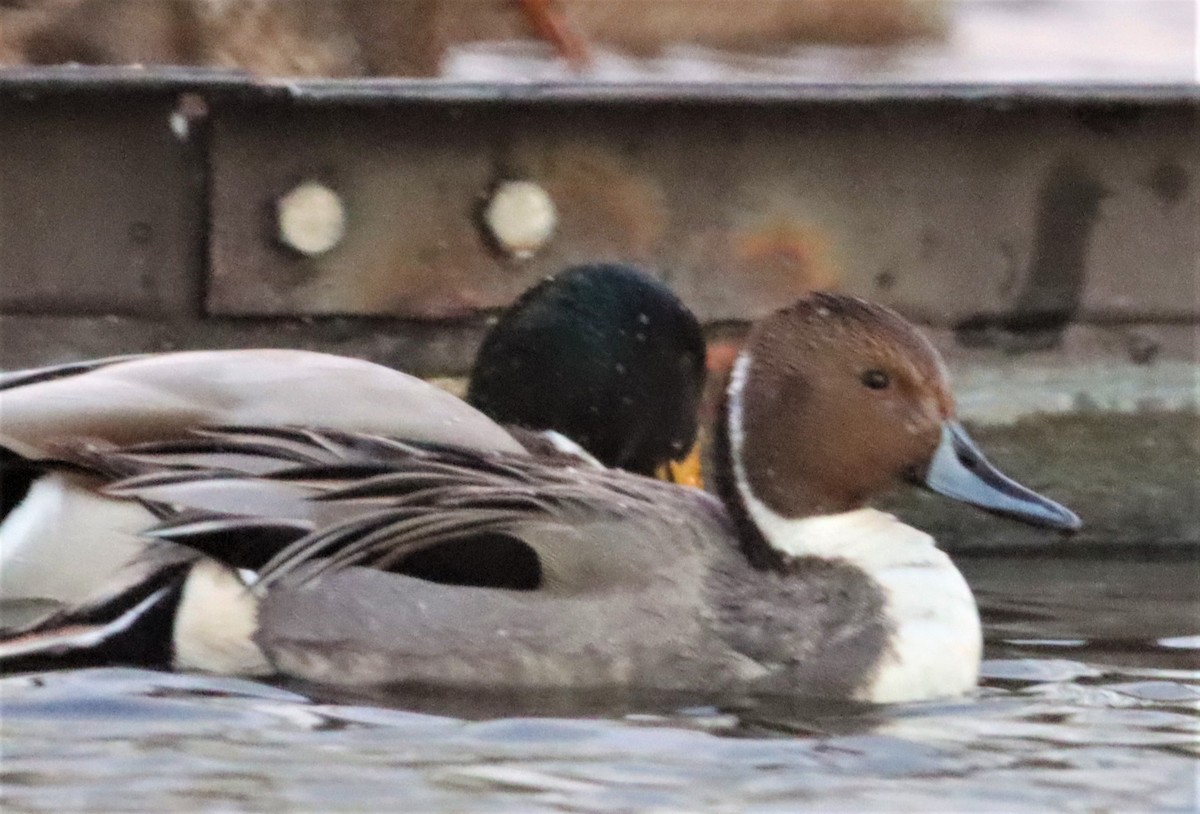 Northern Pintail - ML404584141