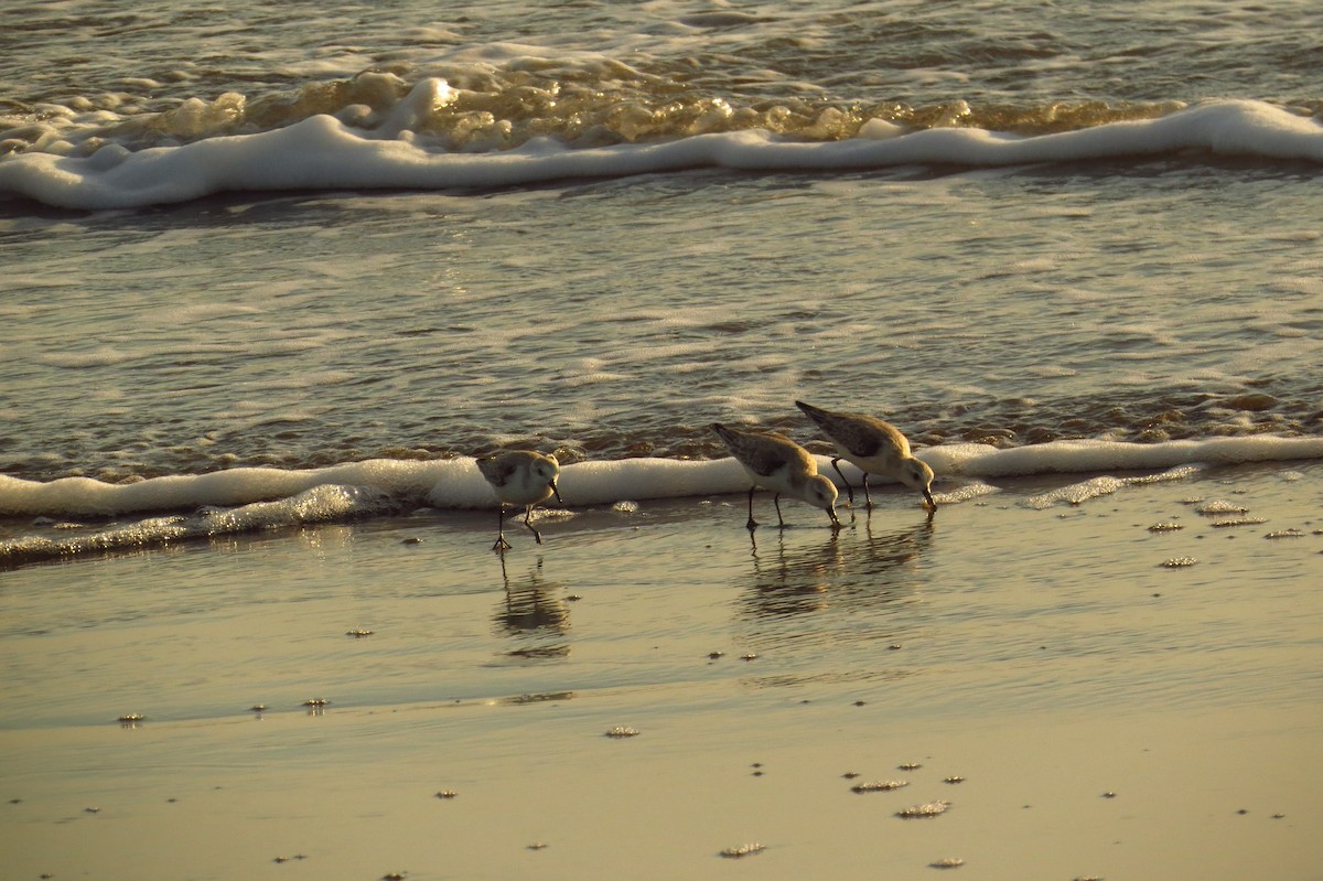 Sanderling - Bryant Olsen