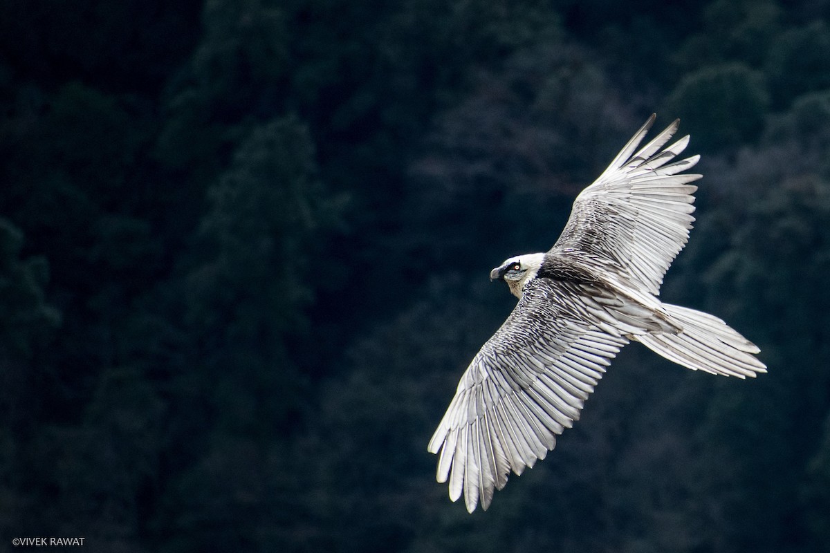 Bearded Vulture - Vivek Rawat