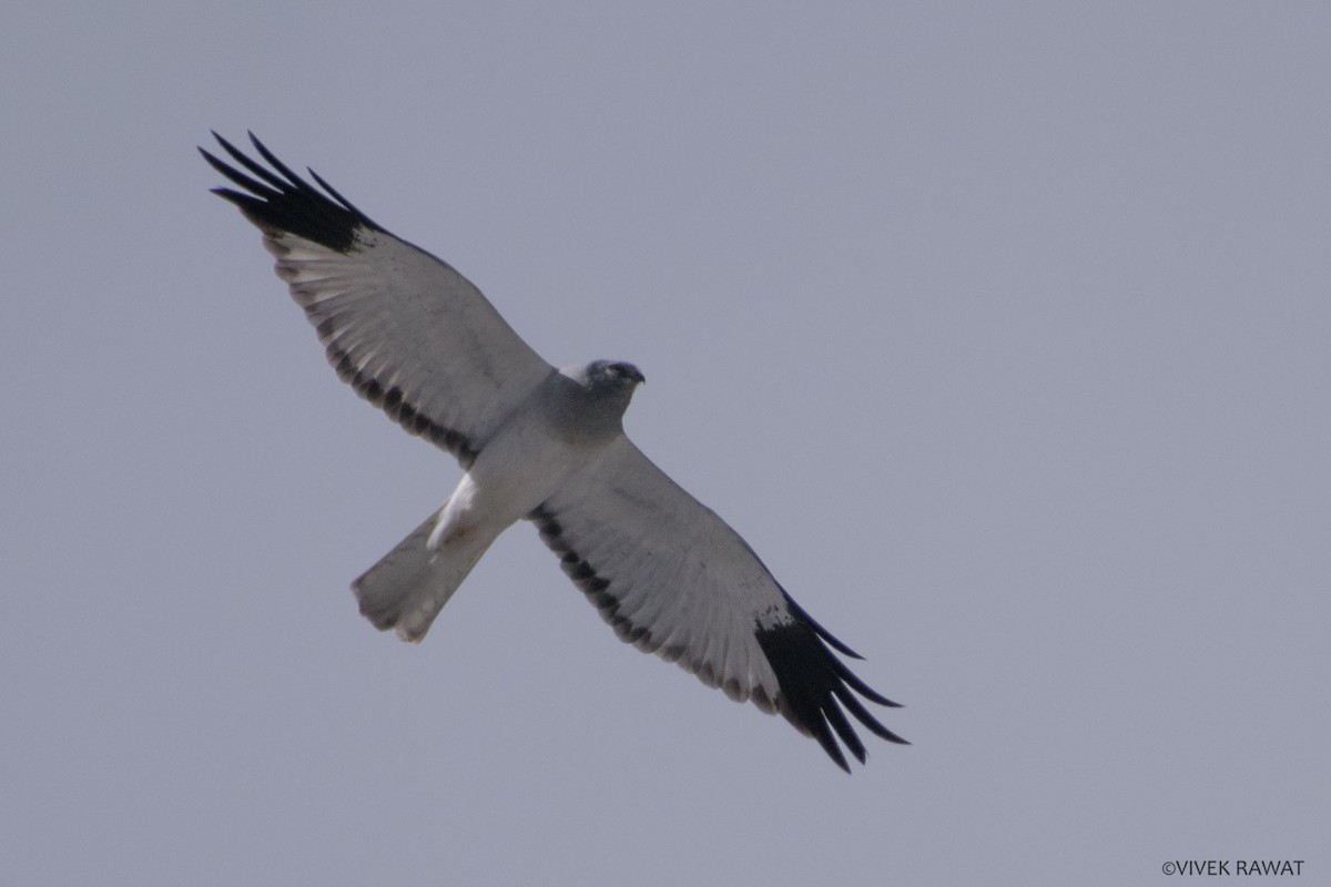 Hen Harrier - Vivek Rawat