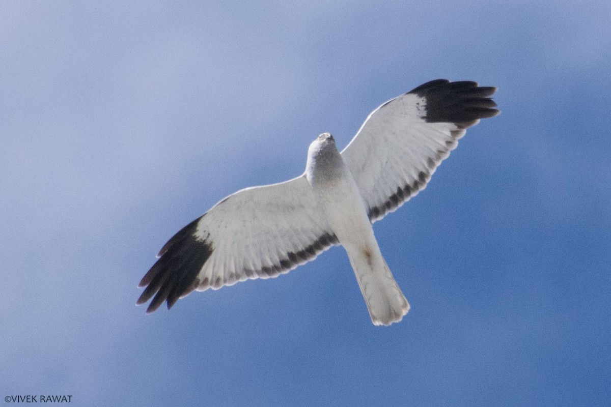 Hen Harrier - Vivek Rawat