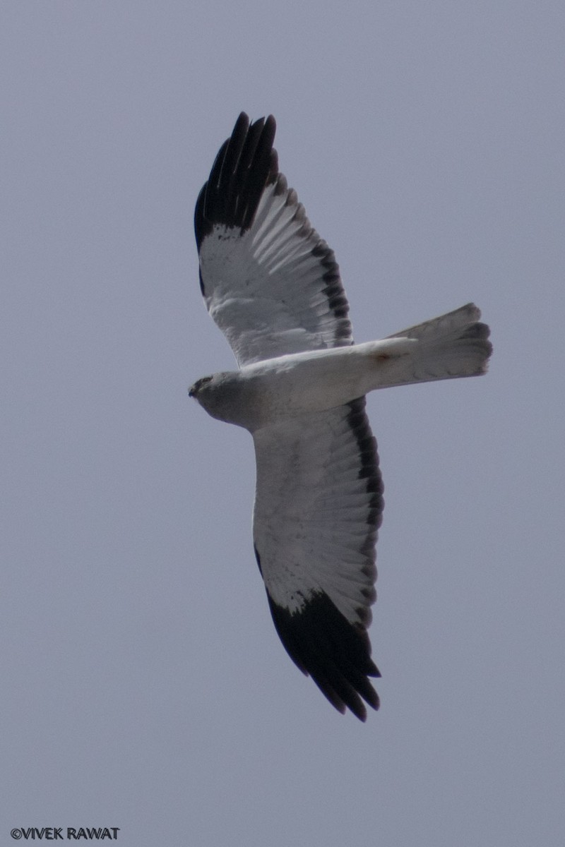 Hen Harrier - ML404584451