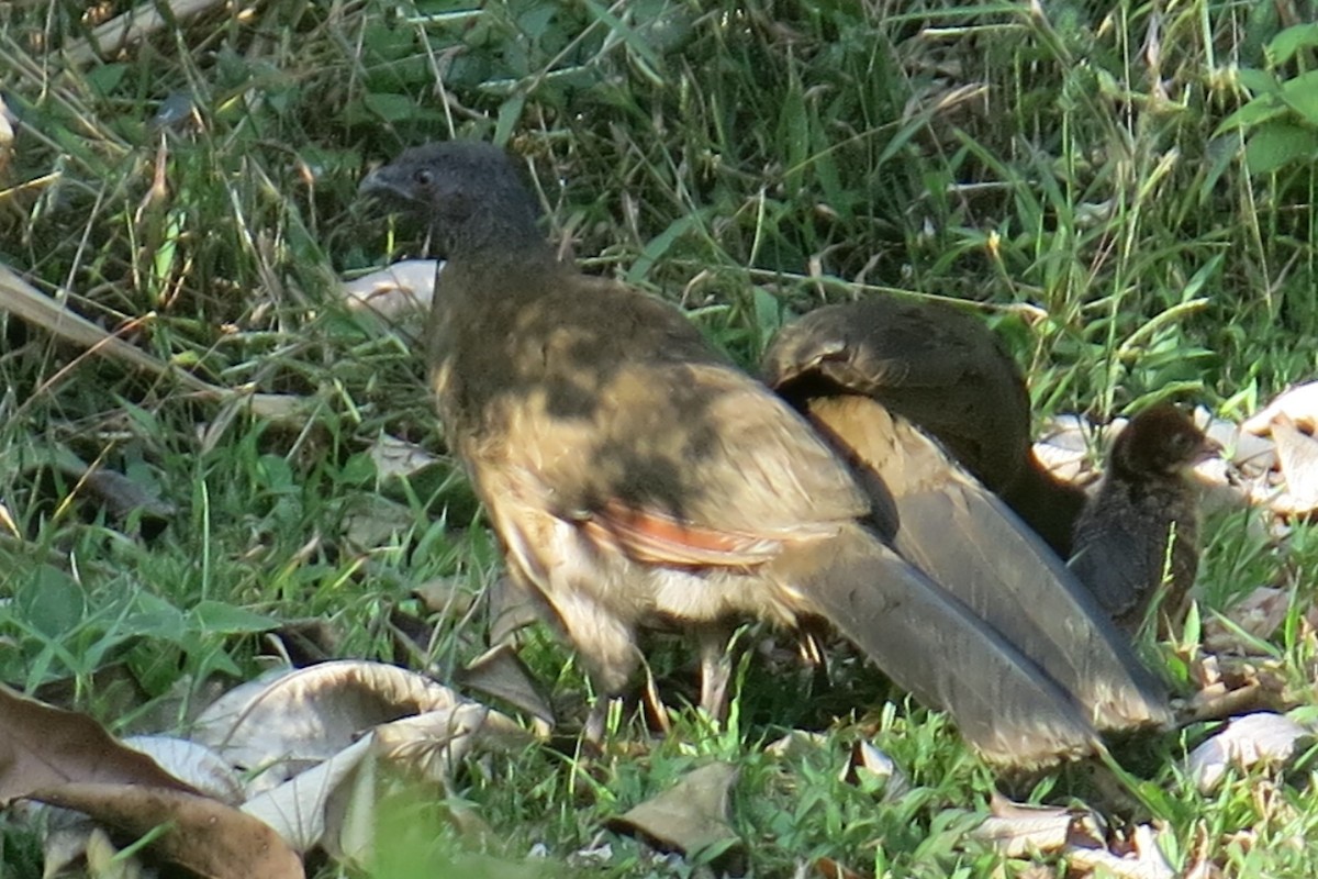 Gray-headed Chachalaca - ML40458461