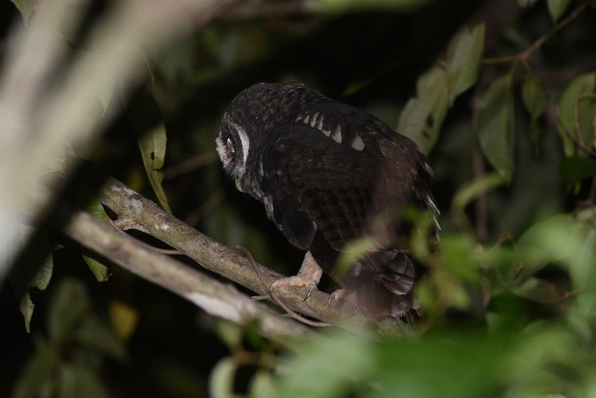 Mottled Owl (Atlantic Forest) - ML404584691