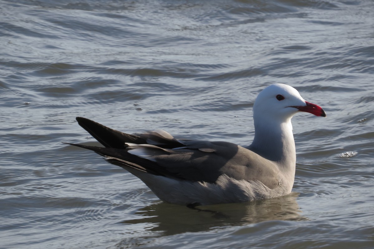 Heermann's Gull - ML40458501