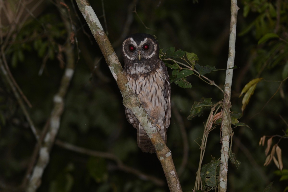 Mottled Owl (Atlantic Forest) - ML404585071