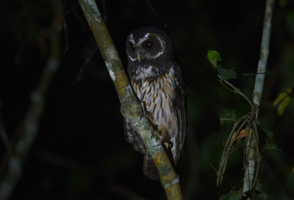 Mottled Owl (Atlantic Forest) - ML404585111