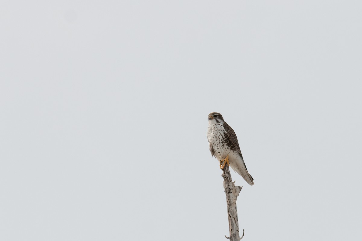Prairie Falcon - Forrest English