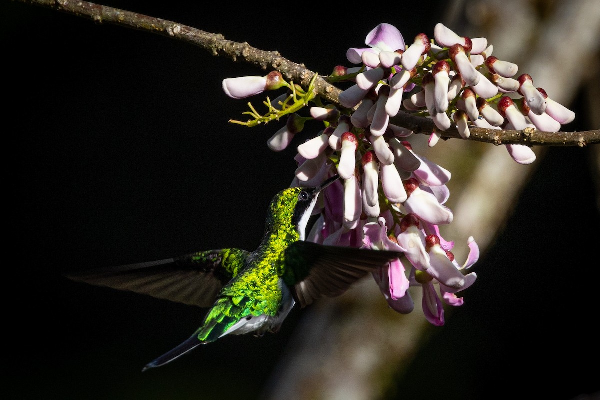 Purple-crowned Fairy - Gretchen Locy