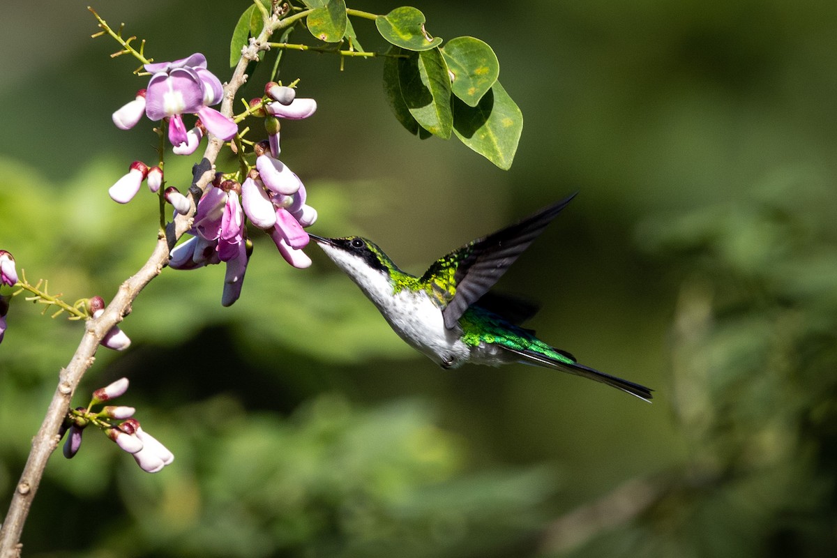 Purple-crowned Fairy - ML404587011