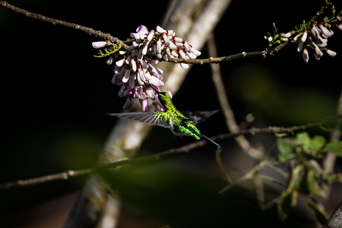 Colibri féérique - ML404587031