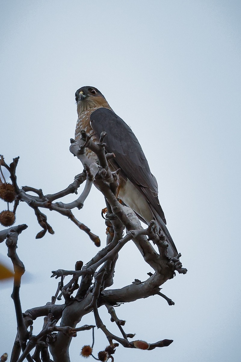 Sharp-shinned Hawk - Jill Dale