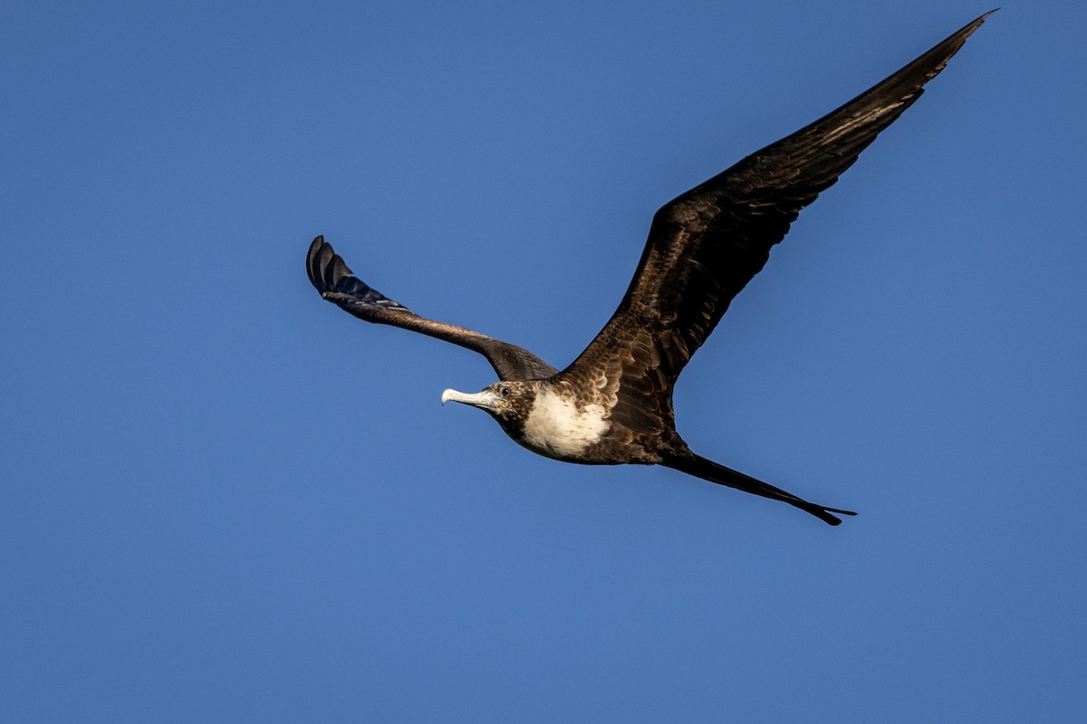 Magnificent Frigatebird - ML404588281