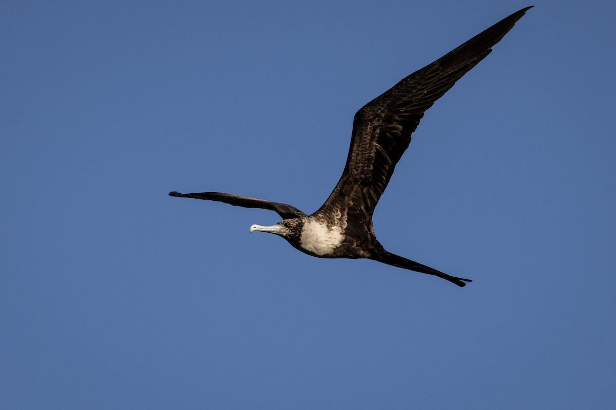 Magnificent Frigatebird - ML404588291