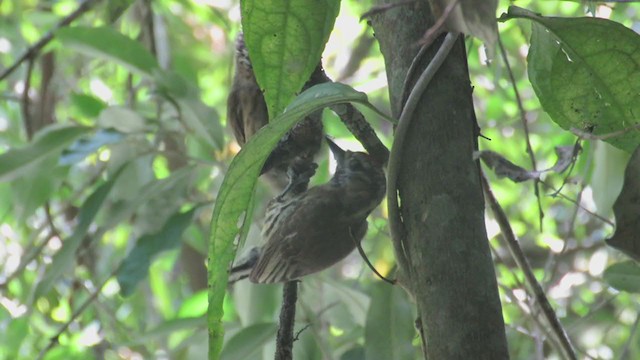 Mottled Piculet - ML404590571