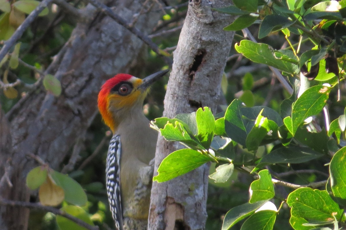 Golden-cheeked Woodpecker - Bryant Olsen