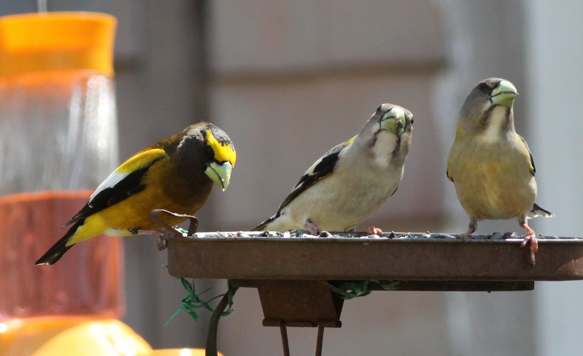 Evening Grosbeak - David Wheeler