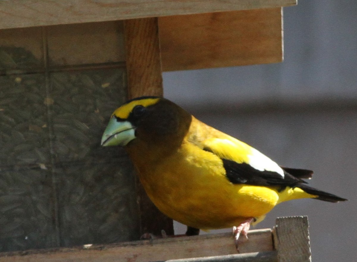 Evening Grosbeak - David Wheeler