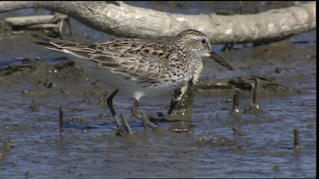 White-rumped Sandpiper - ML404594