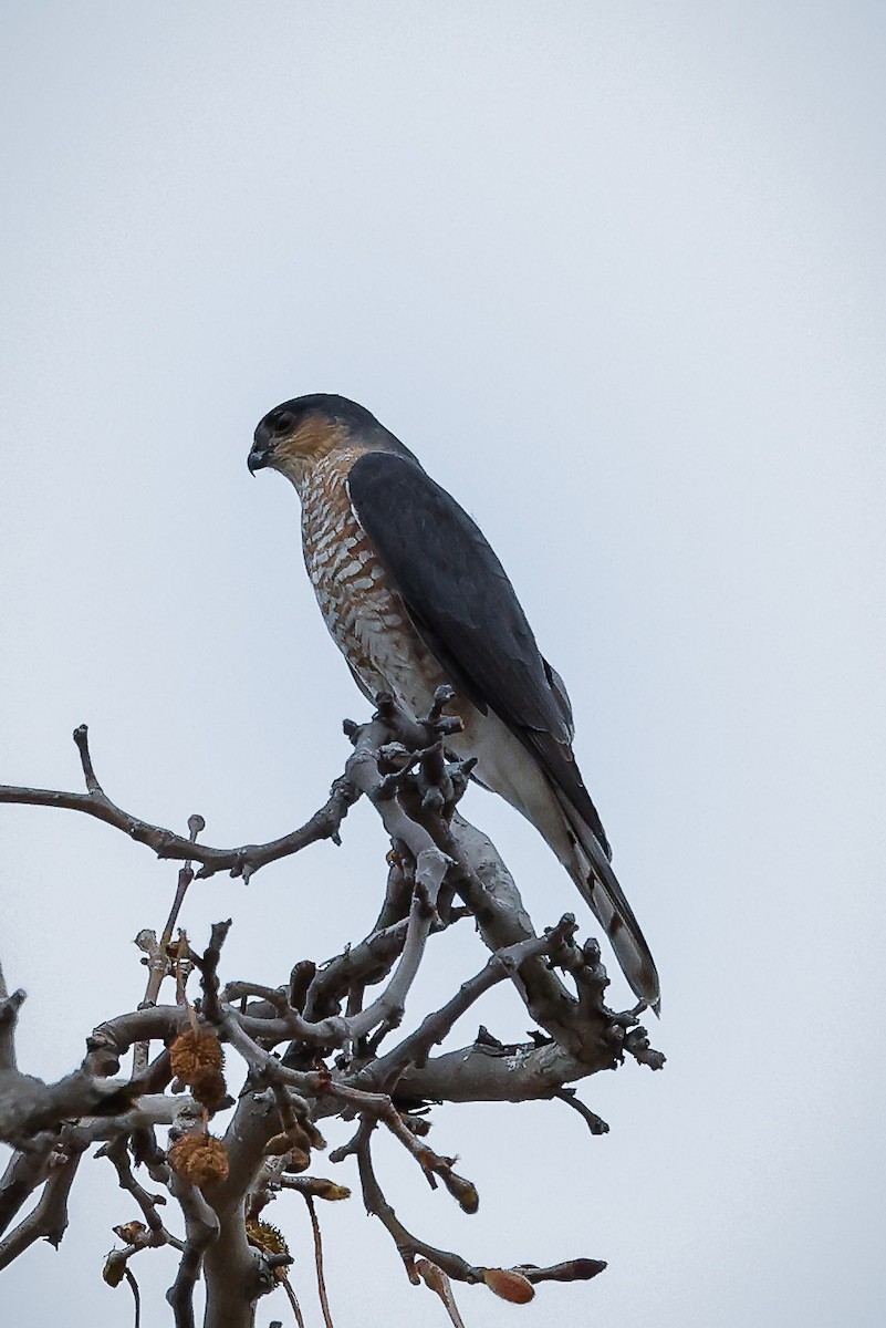 Sharp-shinned Hawk - ML404594501