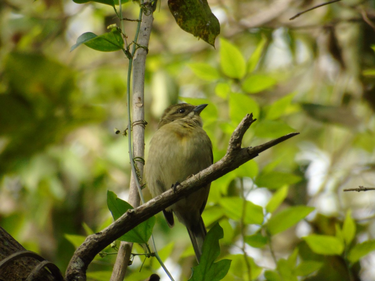 Western Spindalis - Muhammad Halim