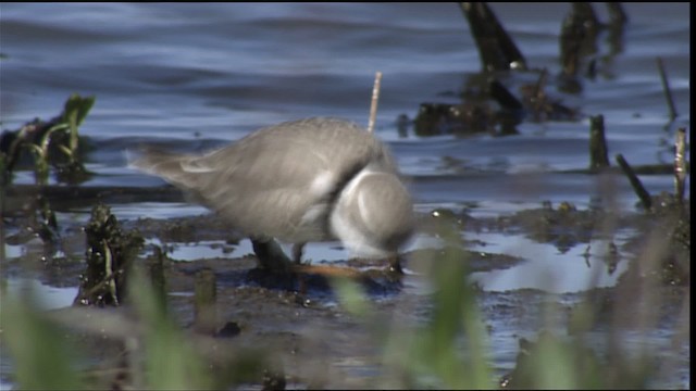 Piping Plover - ML404595