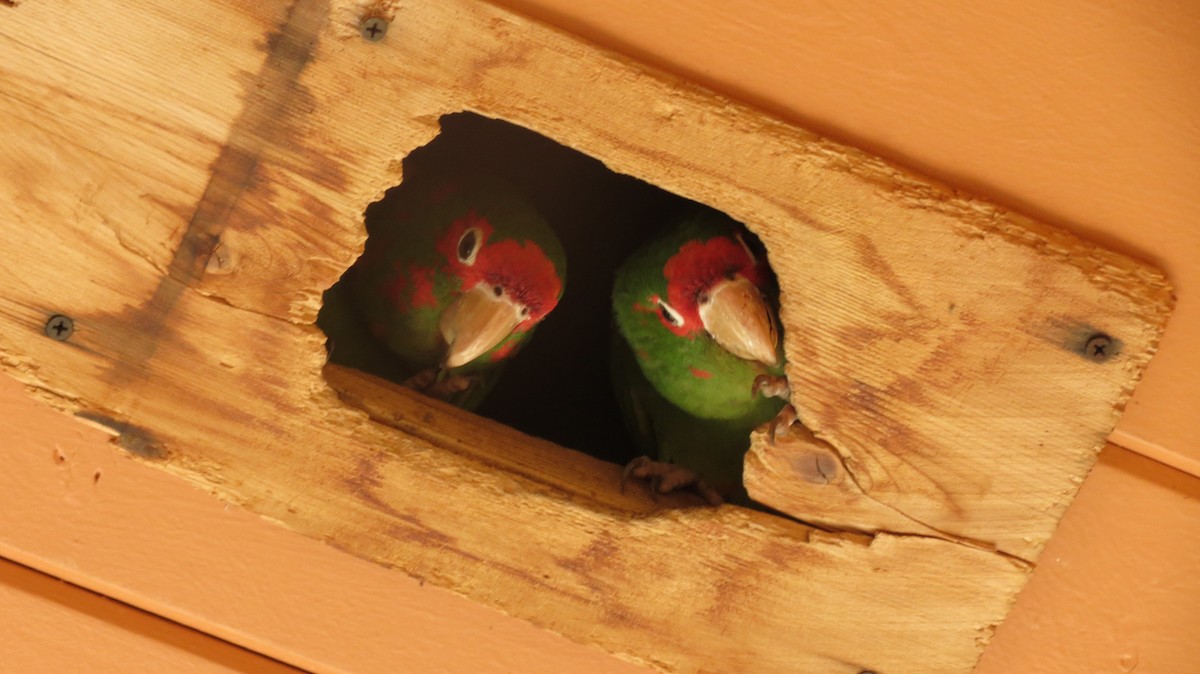 Conure mitrée - ML404595831