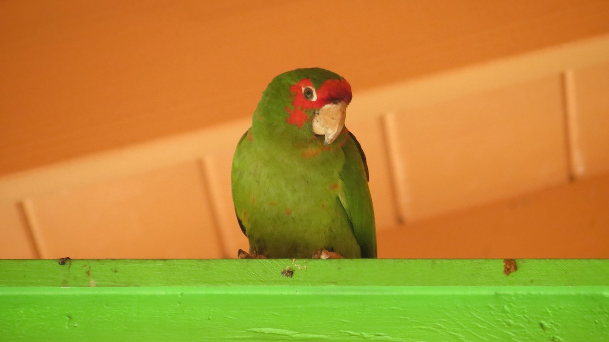 Conure mitrée - ML404595841