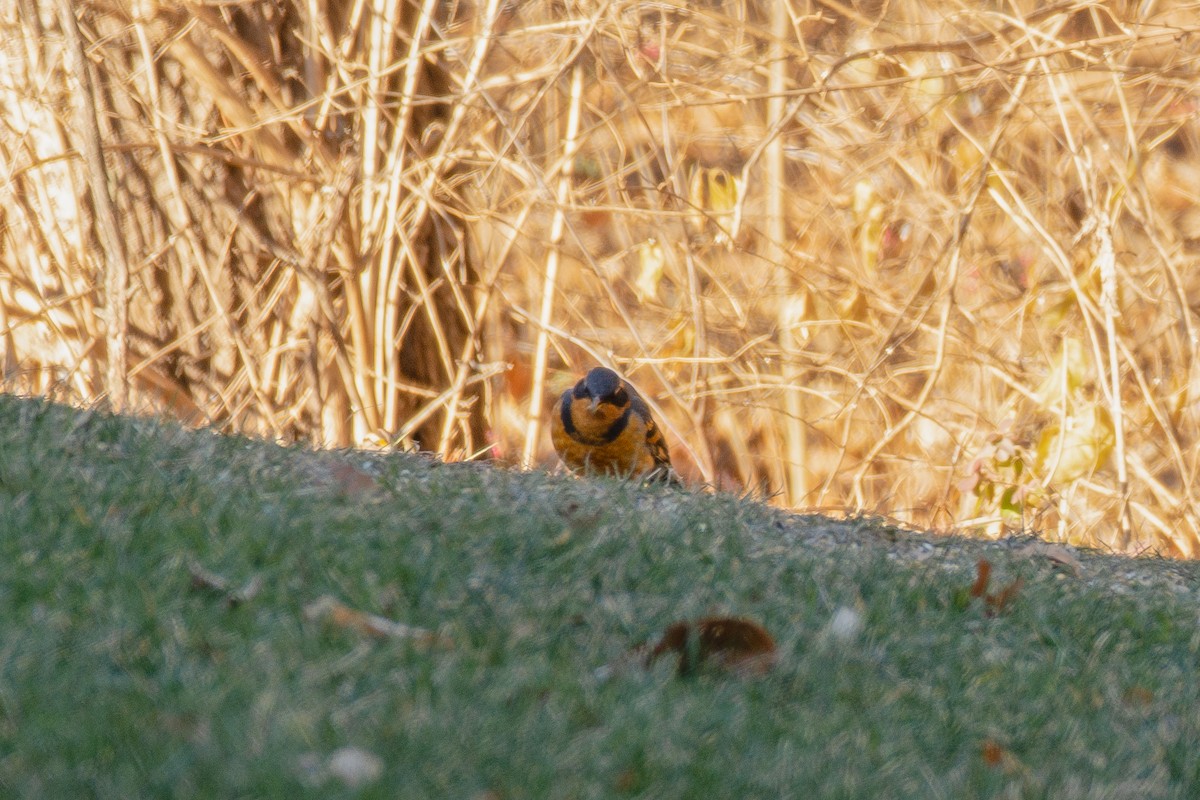 Varied Thrush - ML404596261