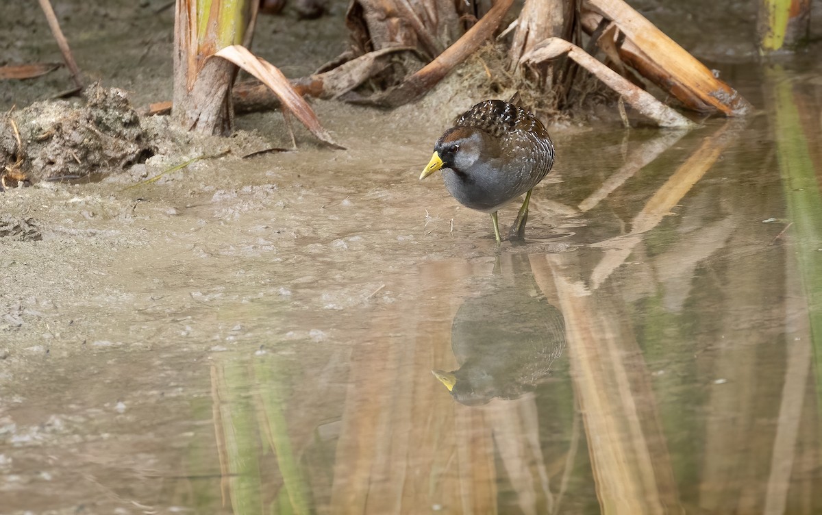 Polluela Sora - ML404596631