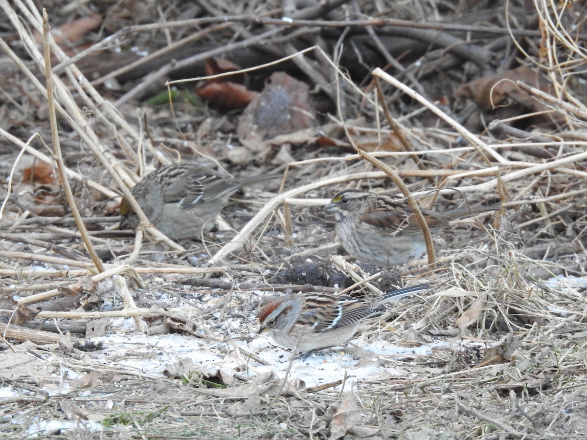 American Tree Sparrow - ML404596671