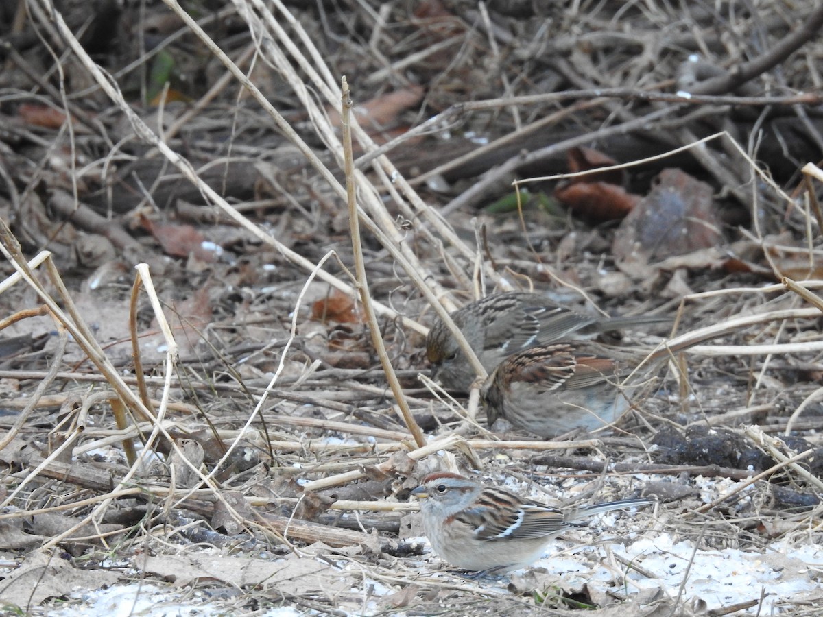 American Tree Sparrow - ML404596791