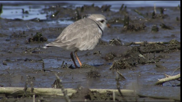 Semipalmated Sandpiper - ML404597