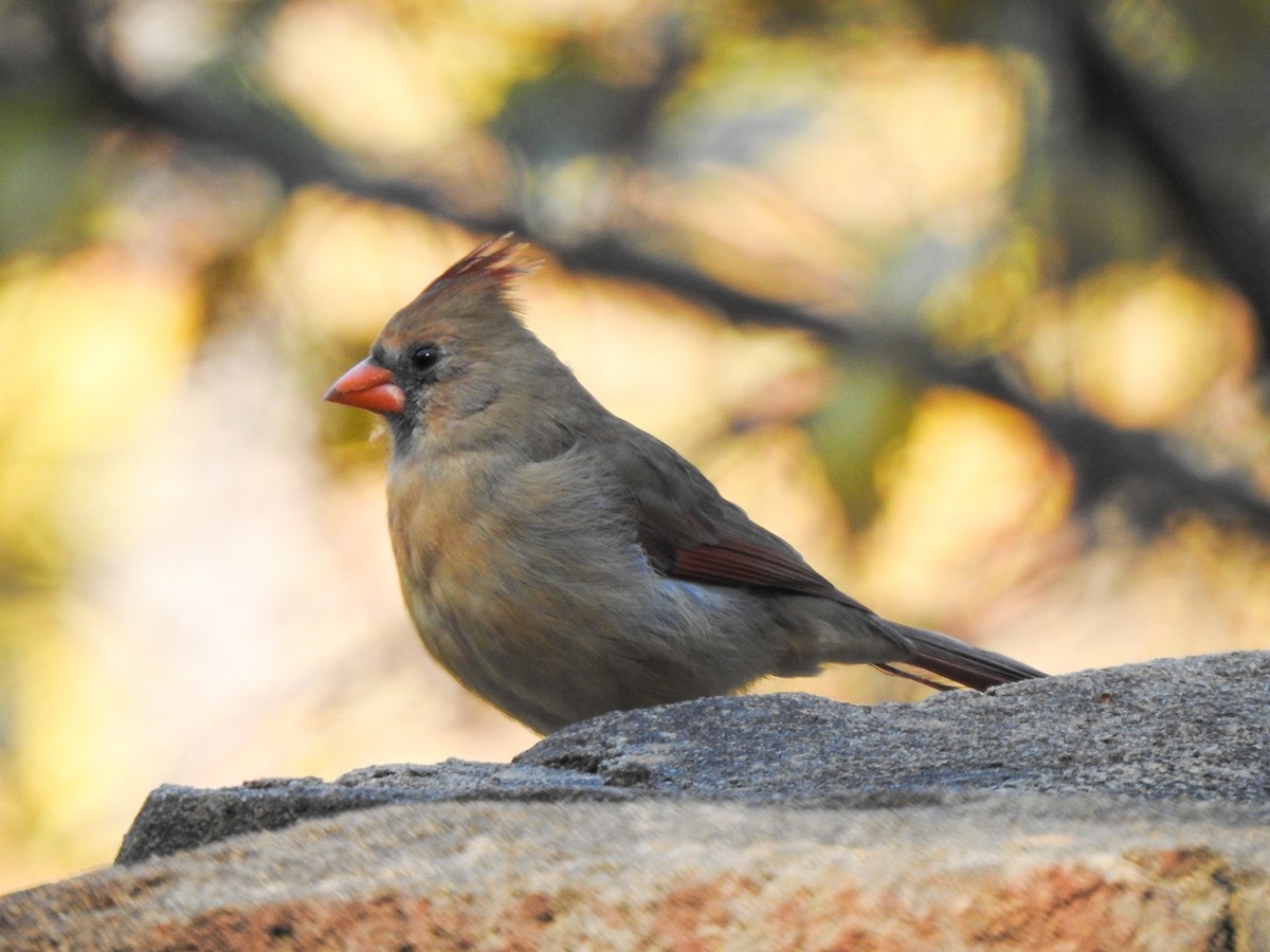 Northern Cardinal - ML404598581