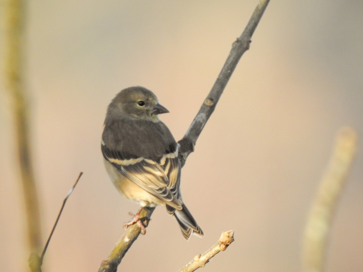 American Goldfinch - ML404599551