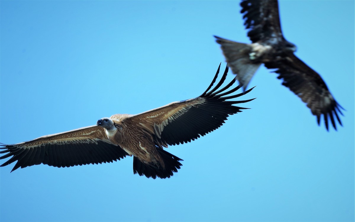 Eurasian Griffon - ML404599601
