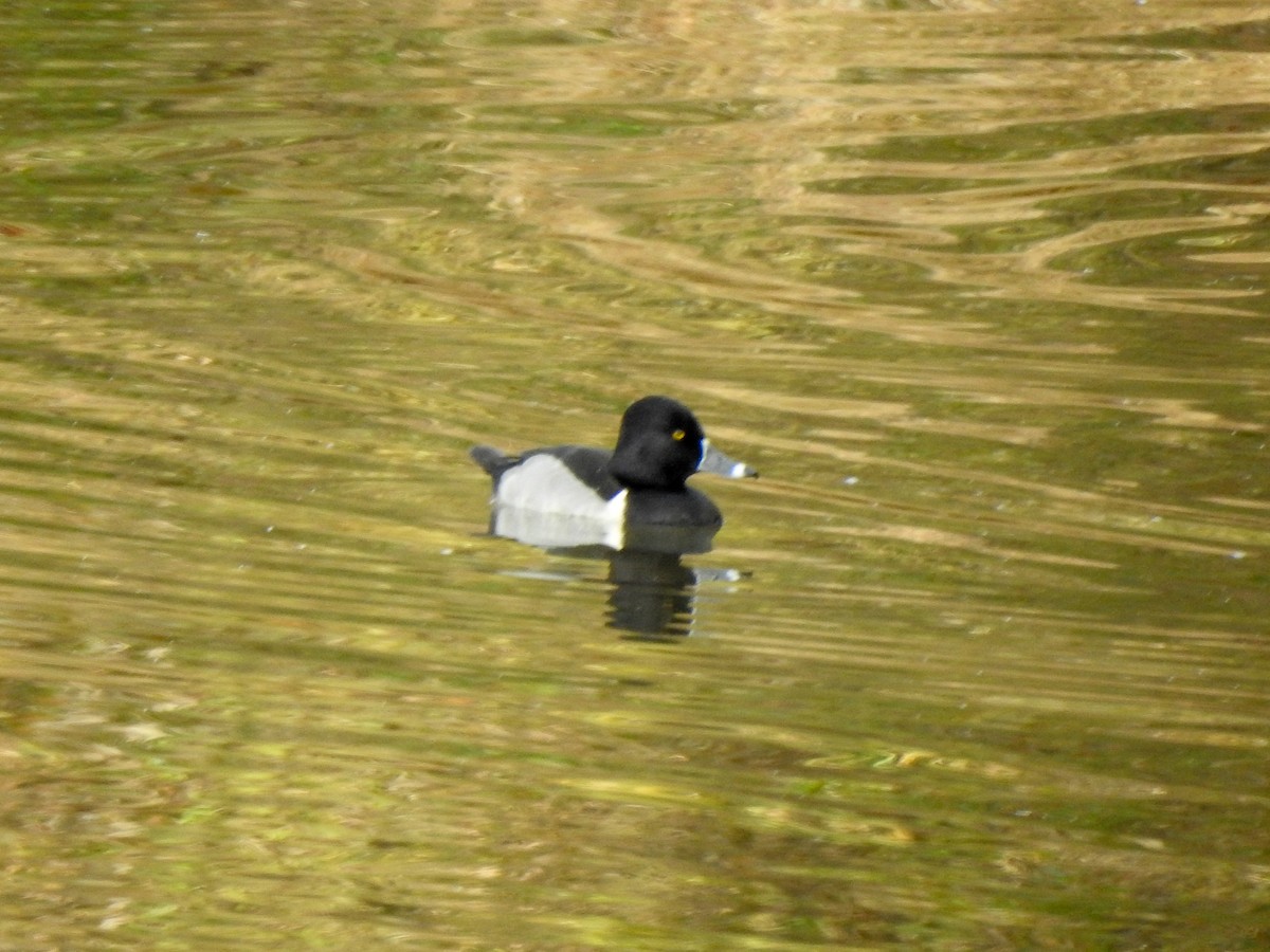 Ring-necked Duck - ML404599911